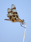 Halloween Pennant Skimmer  2447